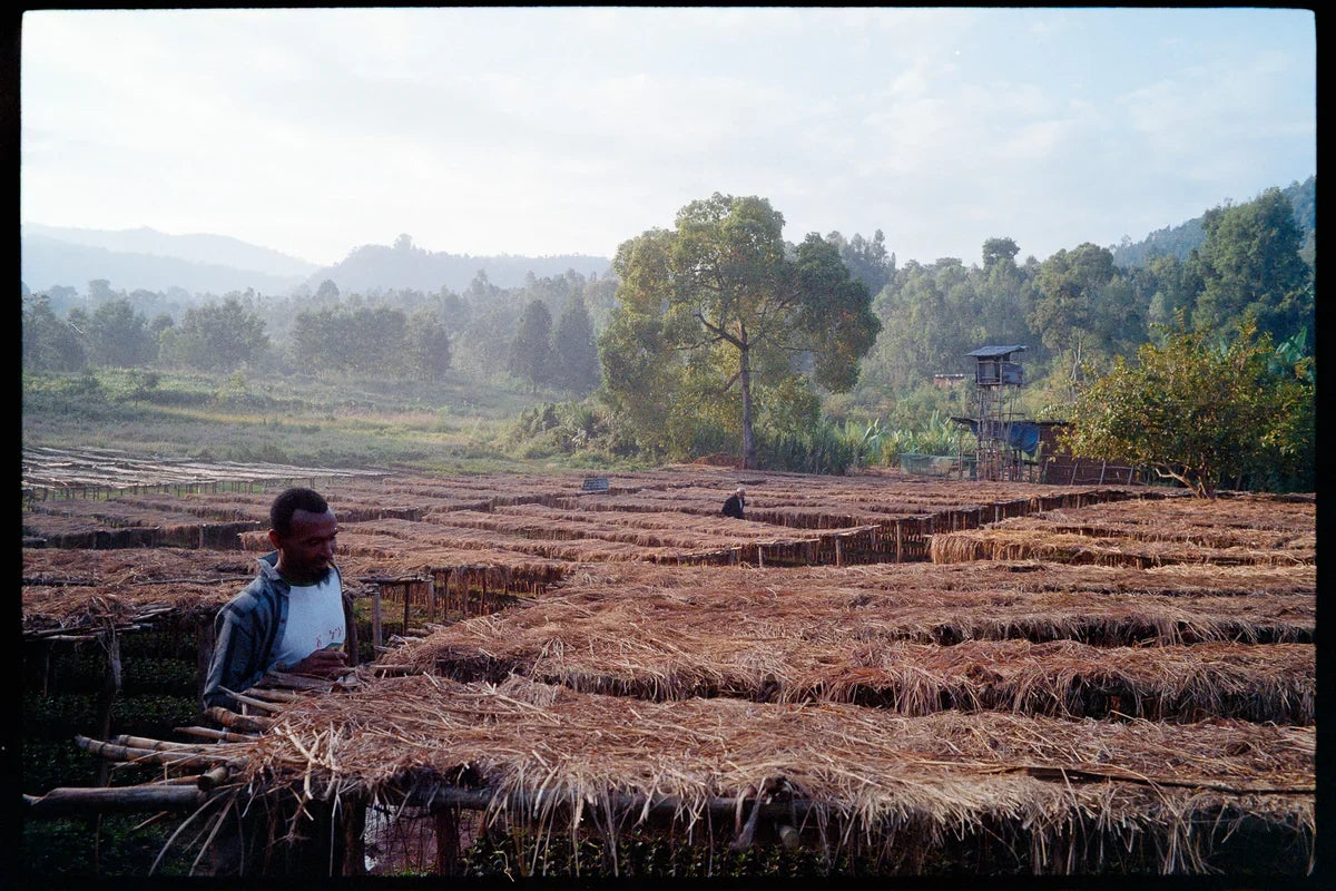 Raised drying beds at first light at Bette Buna's Megadu site in Guji, Ethiopia
