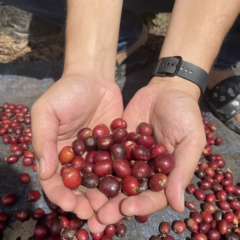 Indonesia Gayo Natural