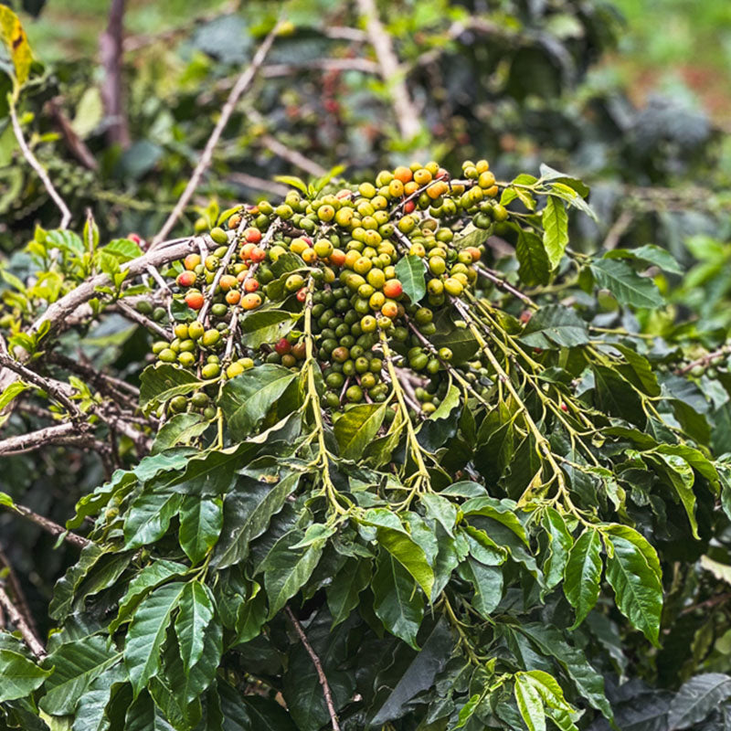 Kenya Orange Co-Ferment