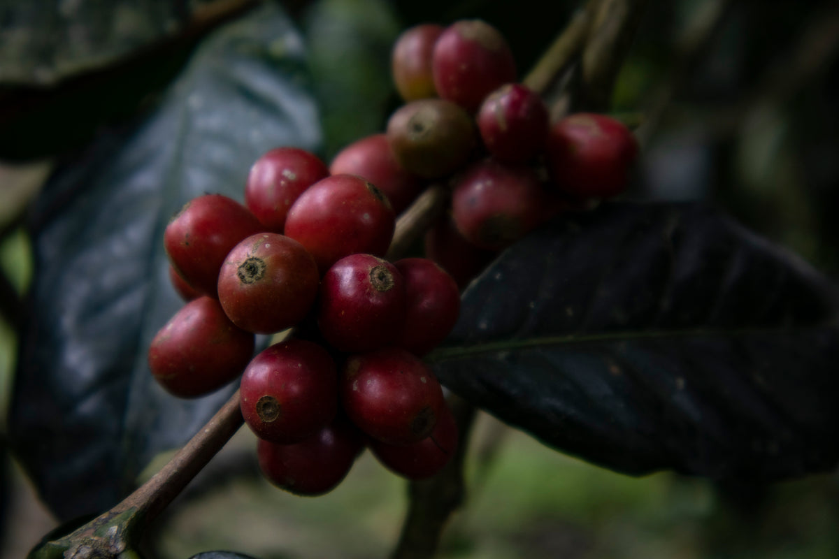 Ripening coffee cherries on a Tejao farm in the Sierra Mazateca