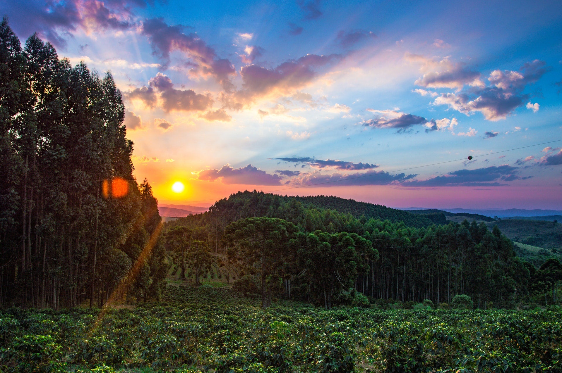 Brazil Fazenda Green Coffee: We're always on the look out for incredible coffees from the Brazil Fazenda region; that way you get to taste the different coffees that this superb region has to offer! For this seasons Fazenda coffee crop we've chosen the pulped natural processed, Brazil Fazenda Sao Paulo.