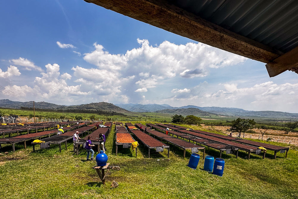 Kenya Lot 20: an orange co-ferment and the story of the Ava mould