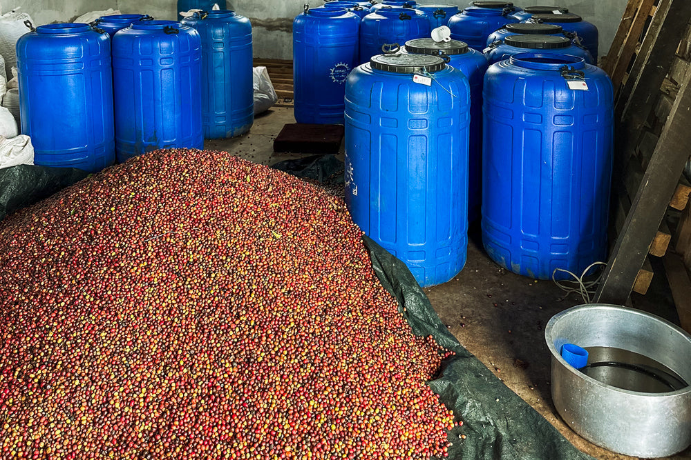 What Is Co-Fermented Coffee?