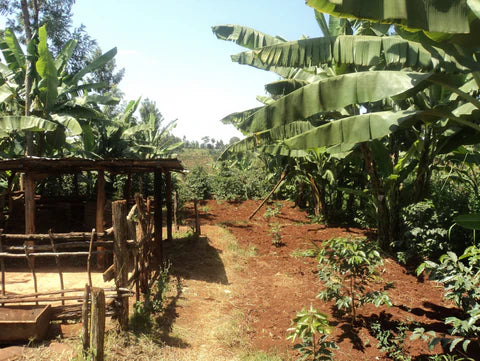 African coffee farm