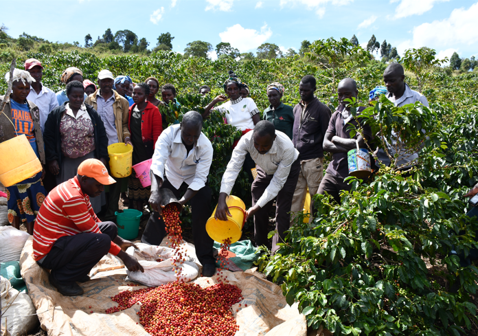 Kenyan coffee farm