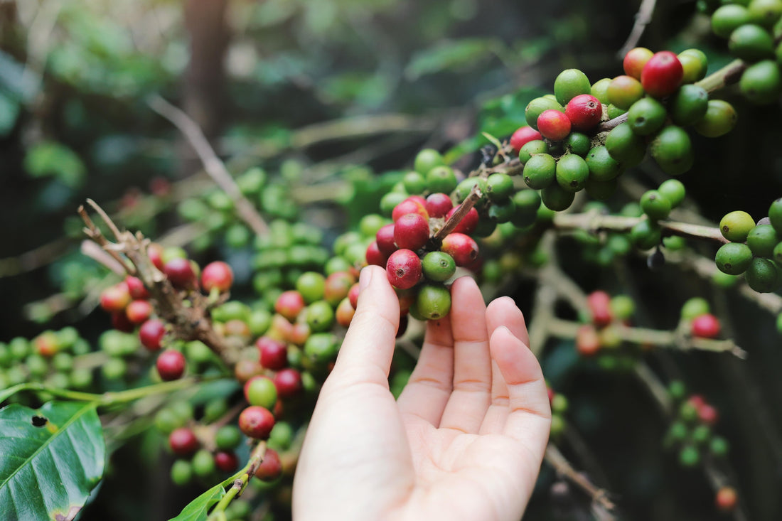 Arabica vs. Robusta Coffee Beans: What's the Difference?