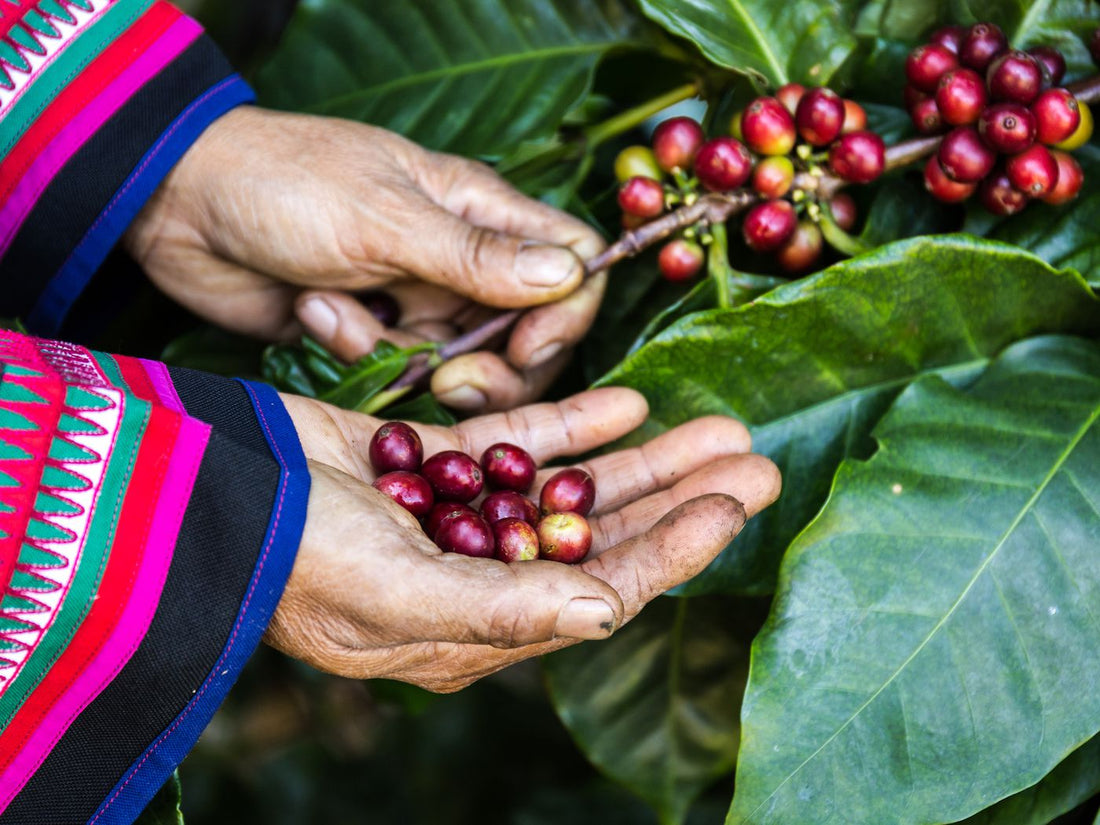 How is Coffee Processed?