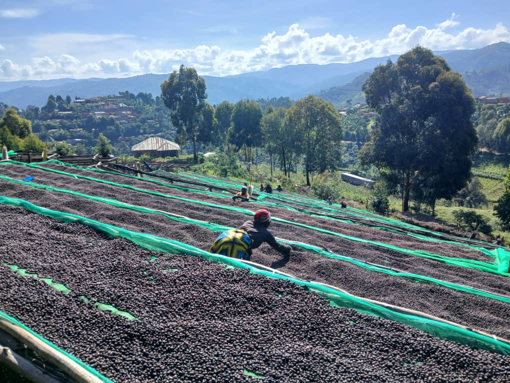 Coffee Processing Methods Explained: Washed to Anaerobic