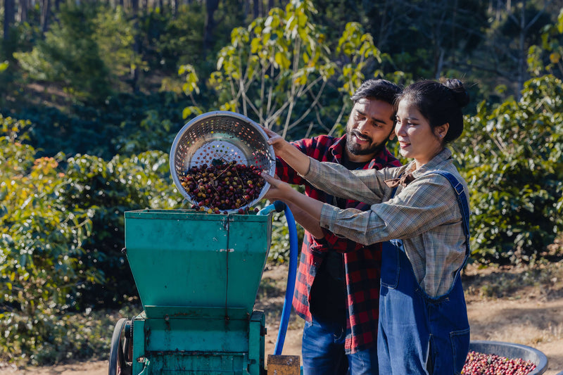 Decaffeinated Coffee Explained: How It’s Made (and Why It Still Tastes Great)
