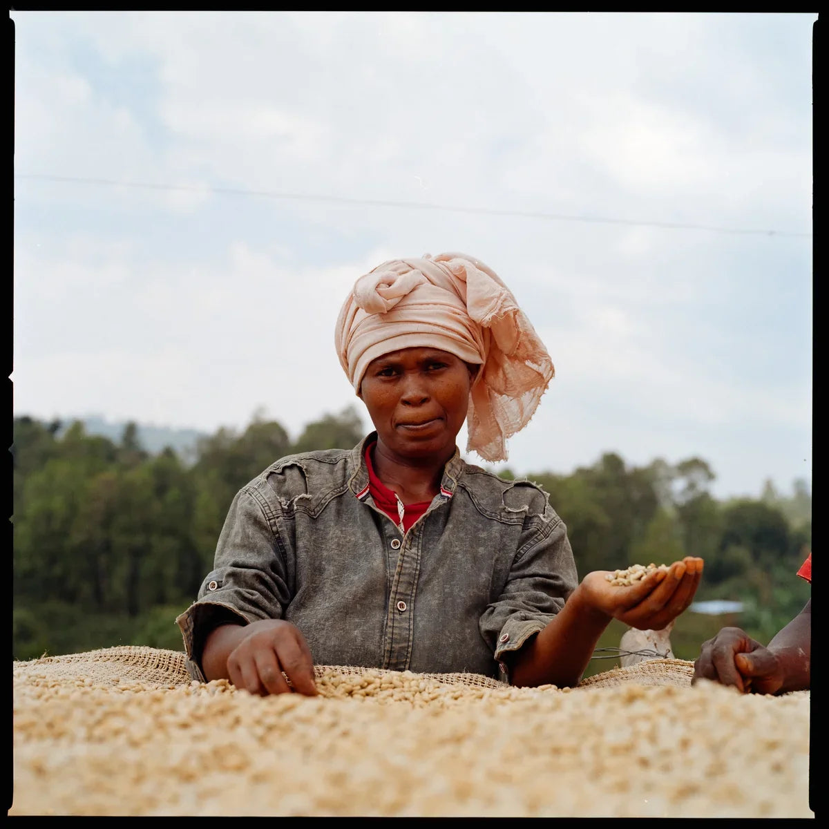 Hand sorting parchment coffee on a drying bed at Bette Buna, Ethiopia