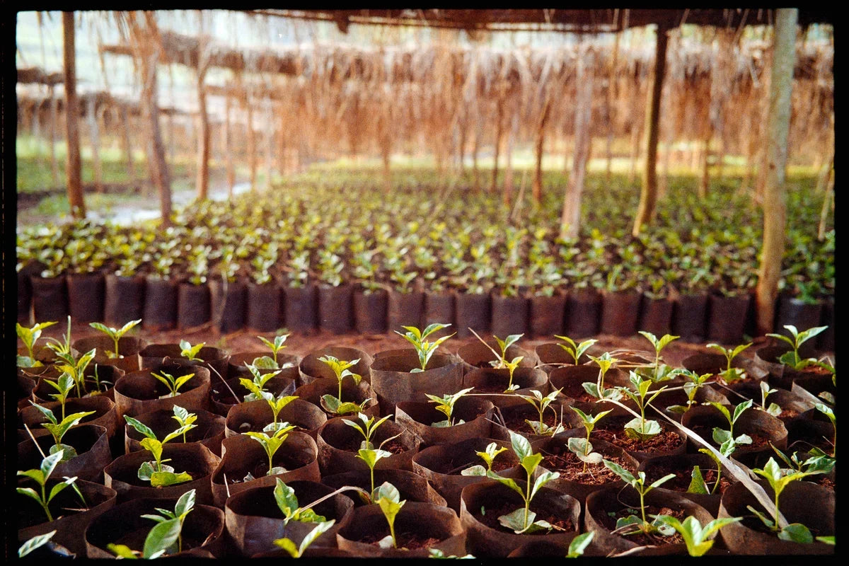 Coffee seedlings growing in Bette Buna's nursery in Ethiopia