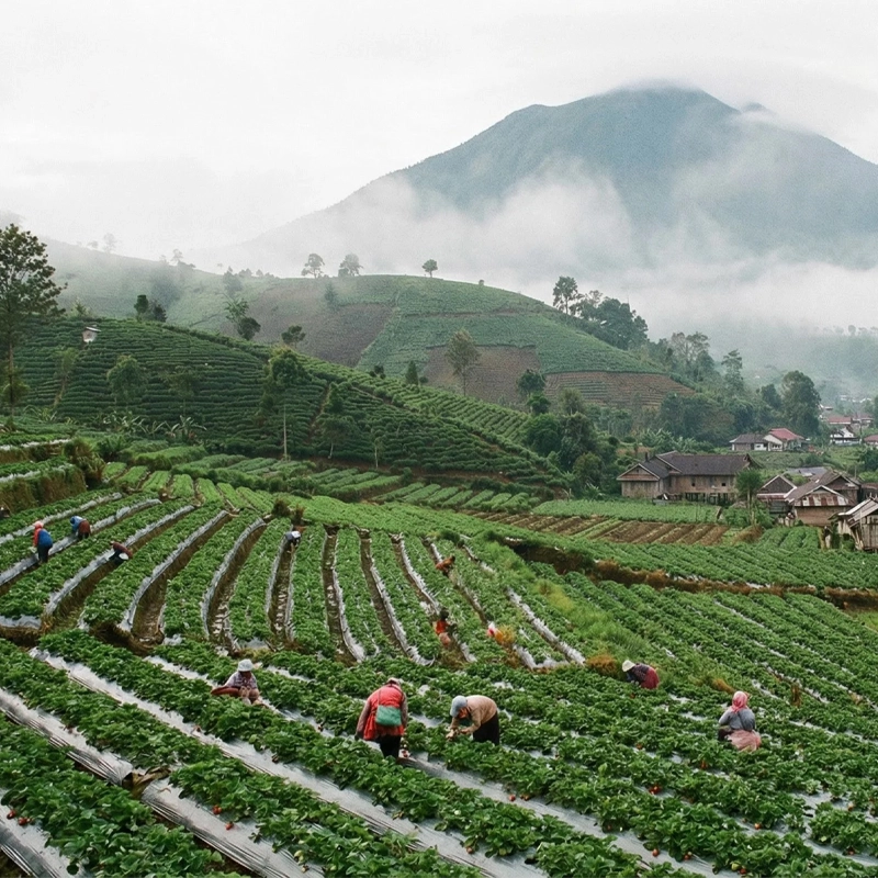 Indonesia Gayo Natural
