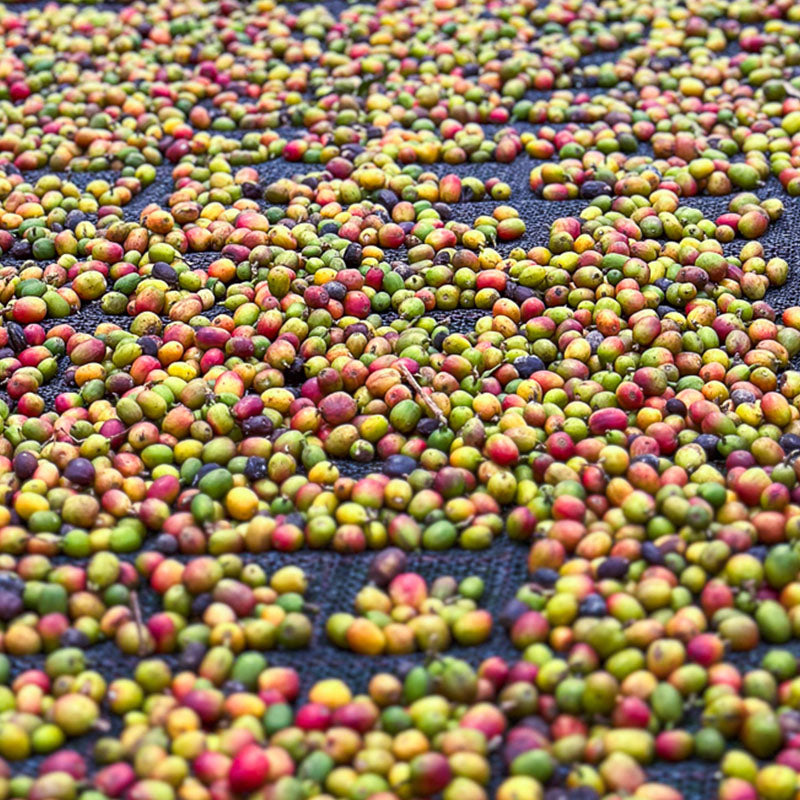 Kenya Orange Co-Ferment