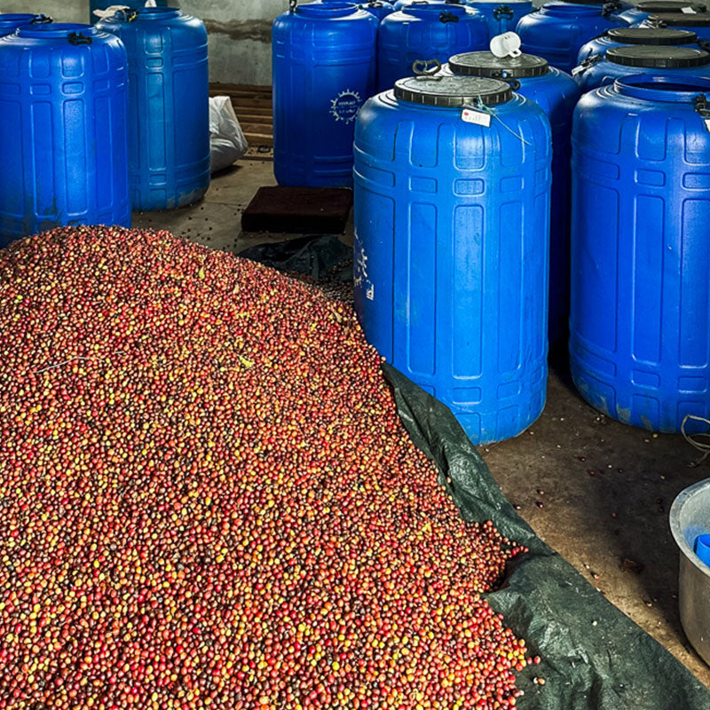 Kenya Orange Co-Ferment