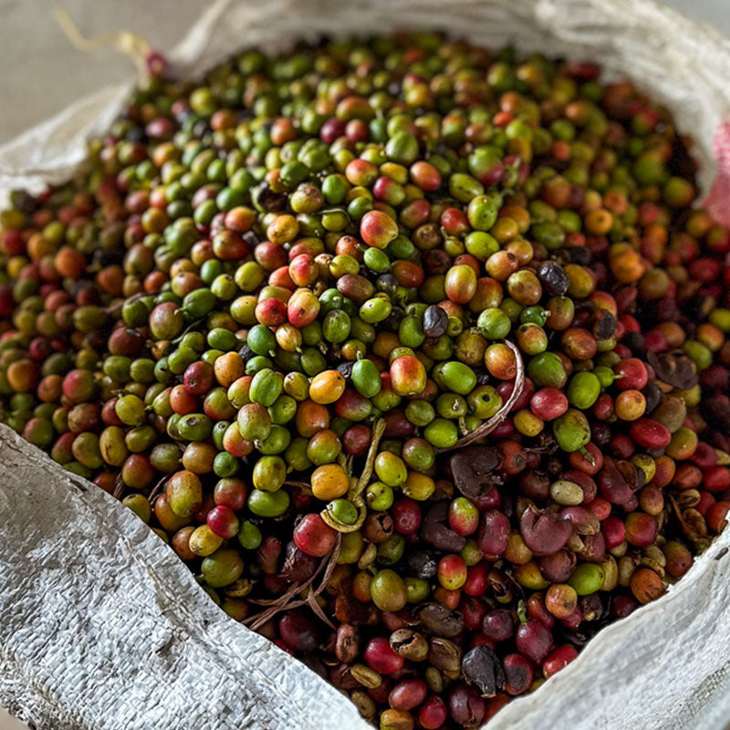 Kenya Orange Co-Ferment