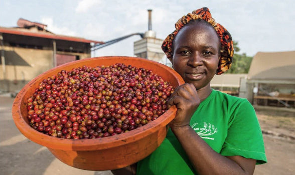 Green coffee sourcing