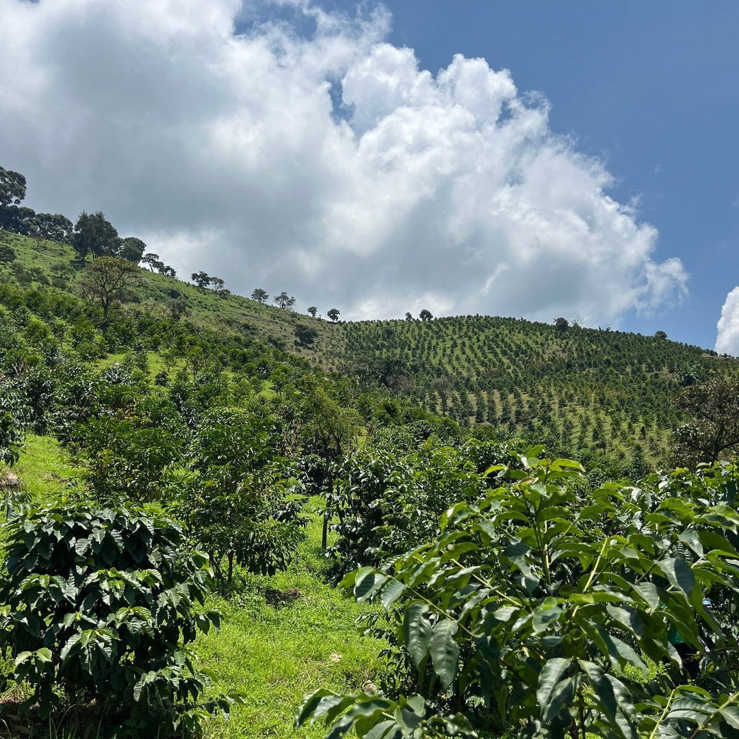 Uganda Ibanda