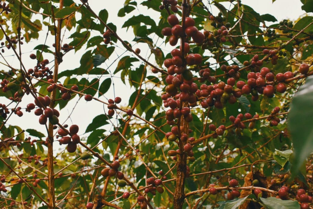 Ethiopia Bekele Kachara
