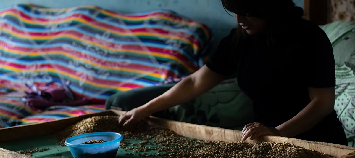 Ensambles quality control team cupping producer samples in Huautla