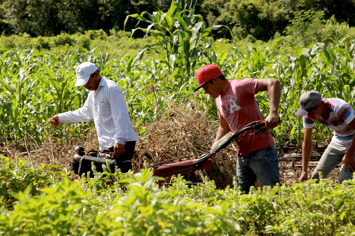 Milpa farming of maize, beans and squash alongside coffee in the Sierra Mazateca